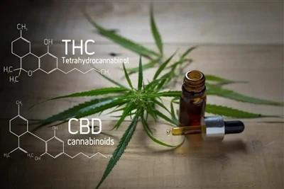 CBD un THC Vape Industry pārskats: jaunākais pilnīgs ceļvedis