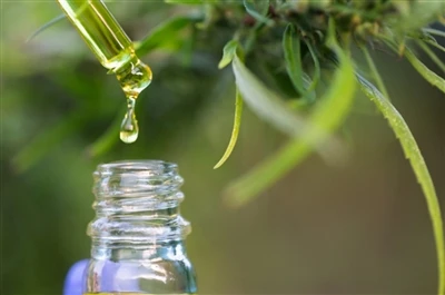 CBD pret THC: viss, kas jums jāzina